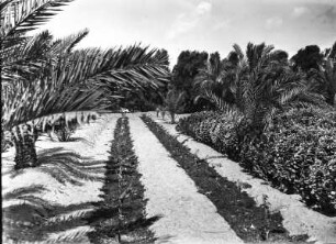 Versuchsstation : Blick in einen Garten der Versuchsstation Sidi Mesri.