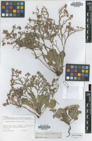 Limonium braunii (Bolle) A.Chev.