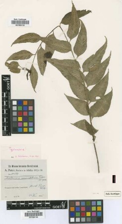 Asplenium macrolobium Peter [type]