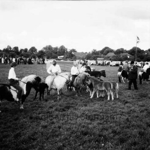Sportveranstaltung: Pferdeleistungsschau: Turniergemeinschaft Stormarn-Süd mit Reit- und Fahrverein Trittau und Umgebung von 1922 e.V.: Vorführung des Ponygestüts Auberghof: Ponys mit Reitern und Fohlen auf Turnierplatz