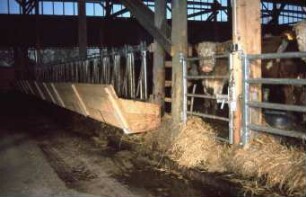 Fotografie: Stallsystem, Tieflaufstall, Bullenmast, Fressbereich, Fressgitter, Fangfressgitter