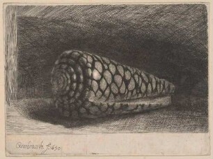 Die Muschel (Conus marmoreus)