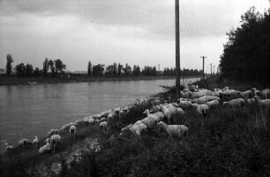 Neuenburg: Schafe am Rhein bei Neuenburg