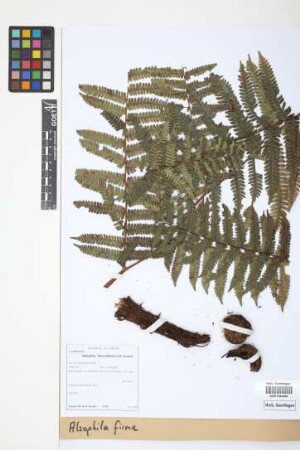 Alsophila firma (Baker) D. S. Conant