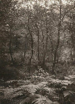 Vegetationsbild. Dresdner Heide. Stechgrund. Erlenbruch. Vorn vermittelt Adlerfarn den Übergang zum Kiefernwald