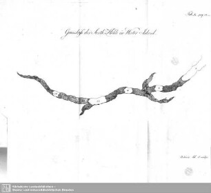 Grundriß der Surth-Höhle in Wester Island (Tab. X., pag. 53-68)