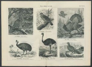 Tafel 70-84. [Tauben, Hühner, Laufvögel, Watvögel, Schwimmvögel.]