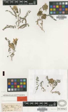 Astragalus tibetanus Benth [isotype]