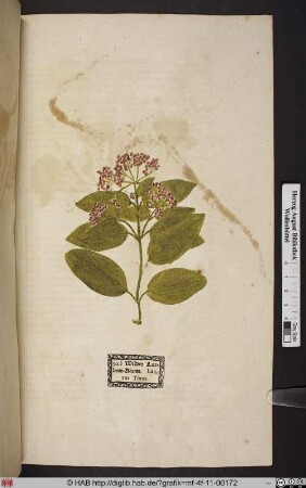 Wilder Lorbeer=Baum. Laurus Tinus.