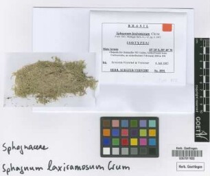 Sphagnum laxiramosum H.A.Crum [isotype]