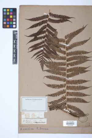 Alsophila excelsa R.Br.