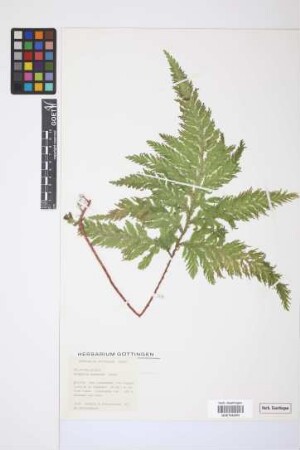 Selaginella haematodes (Kunze) Spring