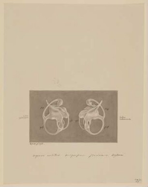 Das menschliche Gleichgewichtsorgan im Innenohr [aus einem Konvolut anatomischer Zeichnungen des Christian Koeck]