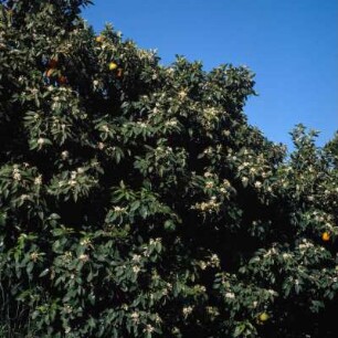 Orangenbäume in Blüte bei Arta