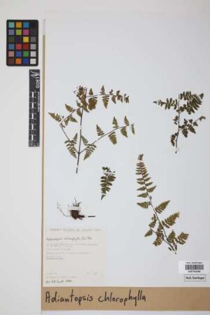 Adiantopsis chlorophylla (Sw.) Fée