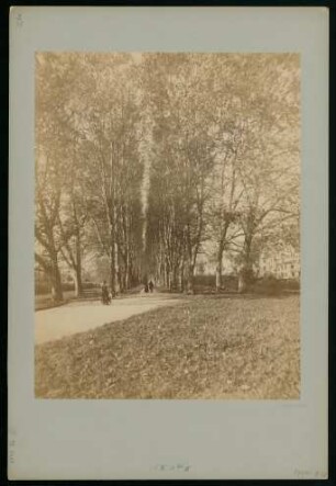 PB 6021, Platanenallee um 1890/92. Foto Sinner