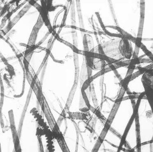 Stroh : Technikgeschichte | Stoffkunde und Materialprüfung | Stoffkunde | Faserstoffe