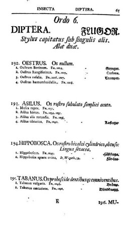 Ordo 6. Diptera