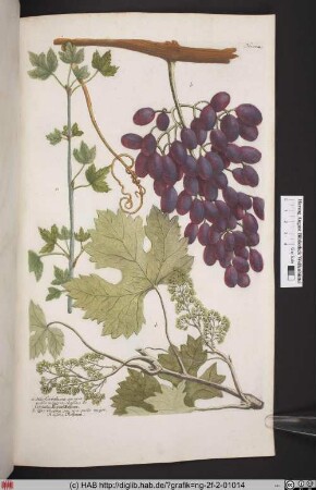Vitis [Weinstock. Trauben. Rosinen].