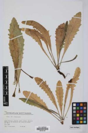 Tolpis crassiuscula Svent.