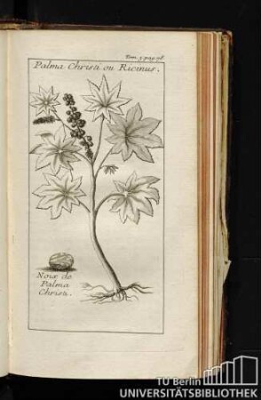 Palma Christi ou Ricinus. / Noix de Palma Christi.