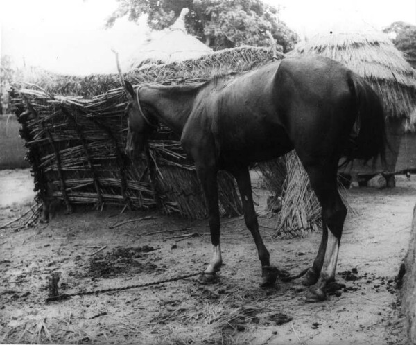 Cheval à l'arrêt