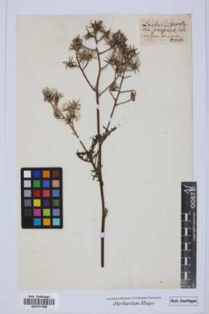 Lactuca