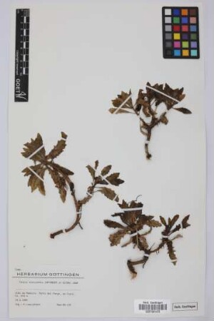 Tolpis succulenta Lowe