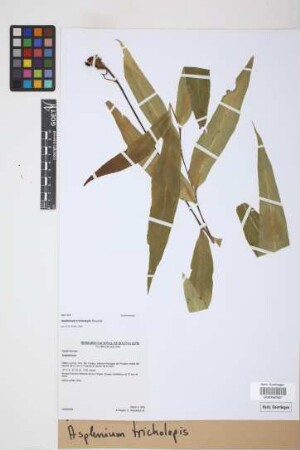 Asplenium tricholepis Rosenst.