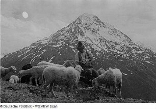 Schafherde und Schäfer im Ötztal