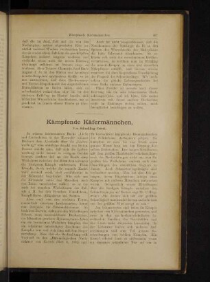 Kämpfende Käfermännchen.