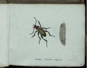 Carabus Scheidleri Megerle [bis] Lema Asparagi Fabr.