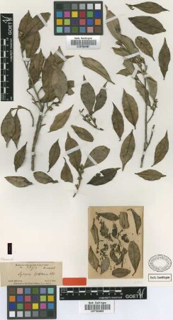 Sycopsis griffithiana Oliv. [type]