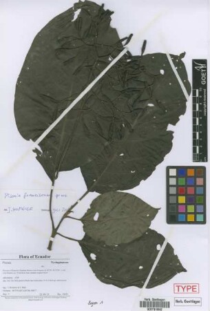 Pisonia franciscana[type]
