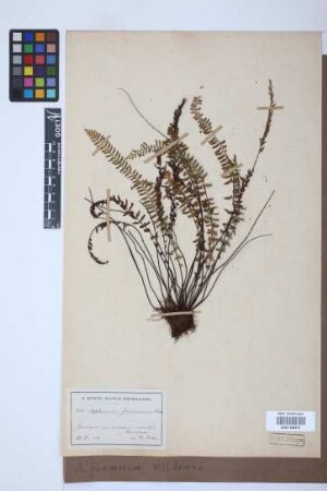 Asplenium formosum Willd.