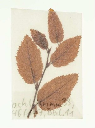 [Beil. 11]