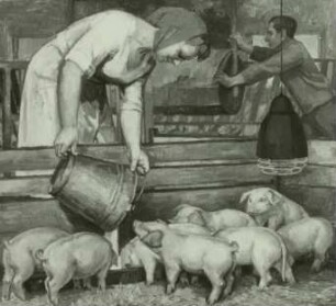 Lehrlinge in der Schweinezucht