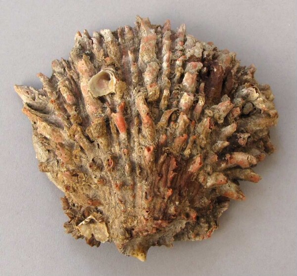 Spondylus shell