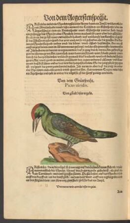 Von dem Grünspecht. Picus viridis.