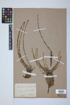 Equisetum trachyodon (A. Br.) Koch