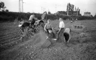 Kartoffelernte mit modernen landwirtschaftlichen Geräten.