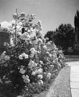 Diverse Blumen und Blüten. Mit Rosen bepflanzter Rasenrand