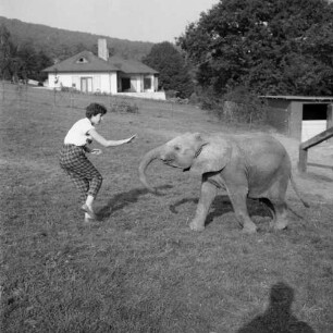 Kronberg (Taunus), Königsteiner Straße 35. Opel-Tierpark (1955 eröffnet). Freigehege für Elefanten. Tierpflegerin (?) mit jungem Afrikanischen Elefant