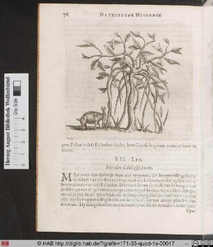 Van den Paretuve-boom.