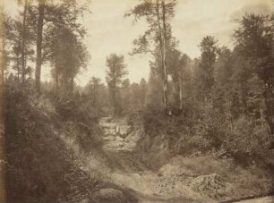 Wald im Craufthal