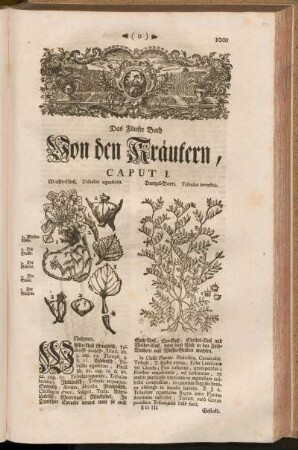 Das Fünfte Buch Von den Kräutern