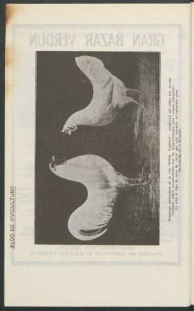 Algo de avicultura - [cría "White Leghorn"]