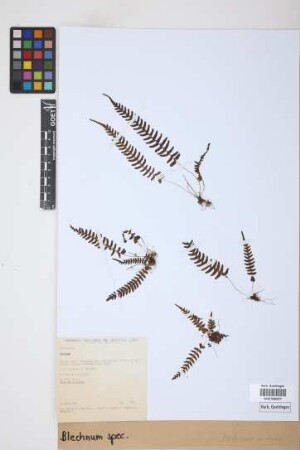 Blechnum