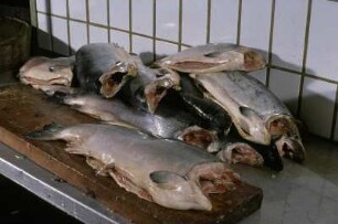 Lachs auf Arbeitsplatte