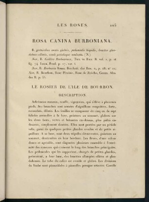 105-106, Rosa Canina Burboniana. Le Rosier de l'Ile de Bourbon.